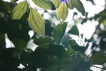 尋找百名困境兒童，聆聽童音，護苗成長